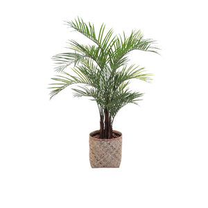 Artificial Areca Palm set in a extra small Bamboo planter 180cm