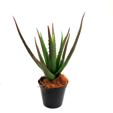 Aloe plant - potted